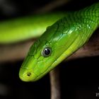 Green Snake