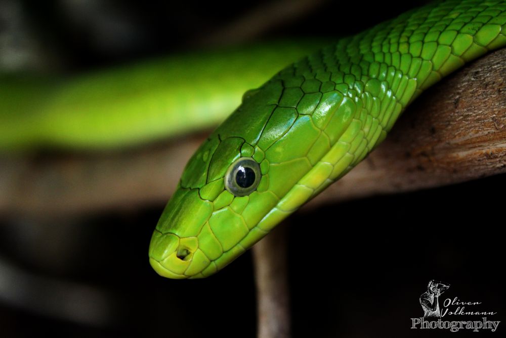 Green Snake