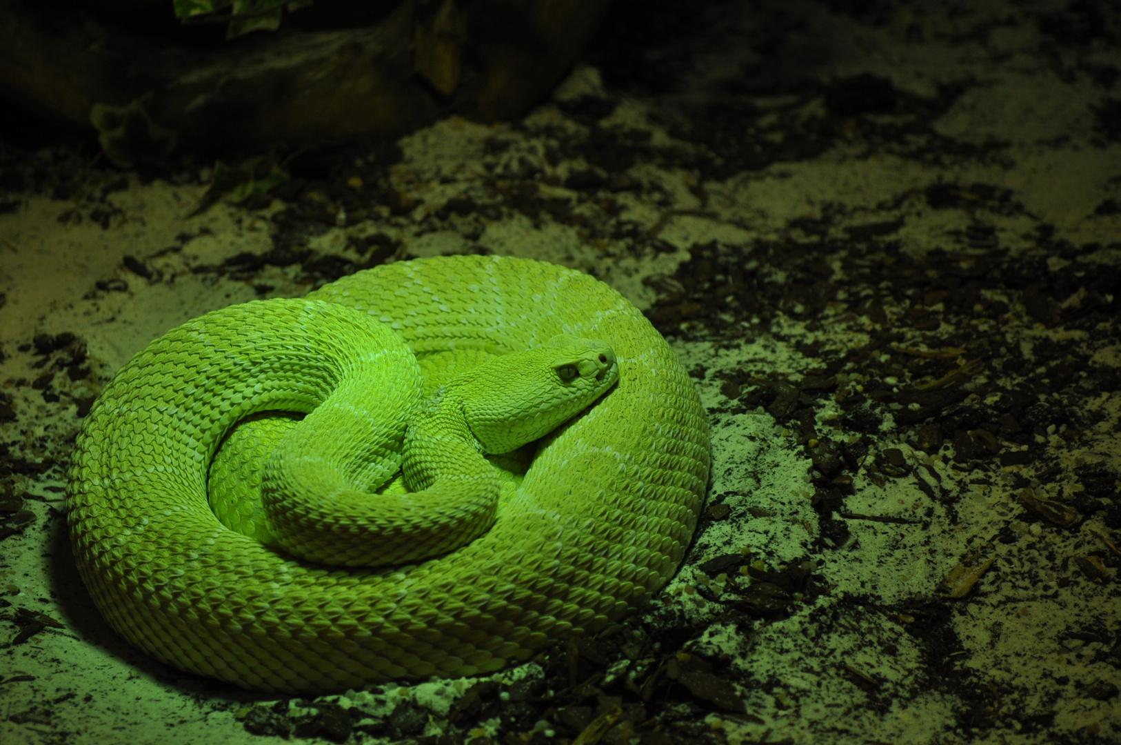 Green Snake