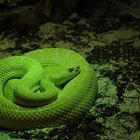 Green Snake