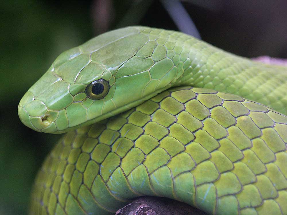 Green Snake