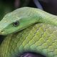 Green Snake