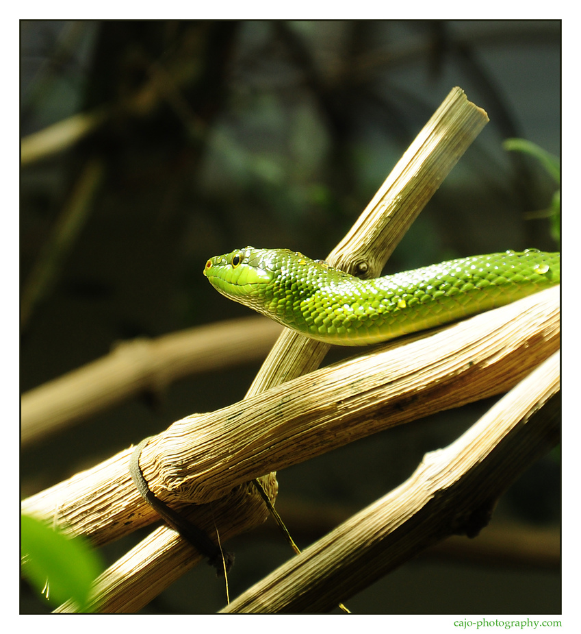 Green Snake