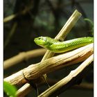 Green Snake