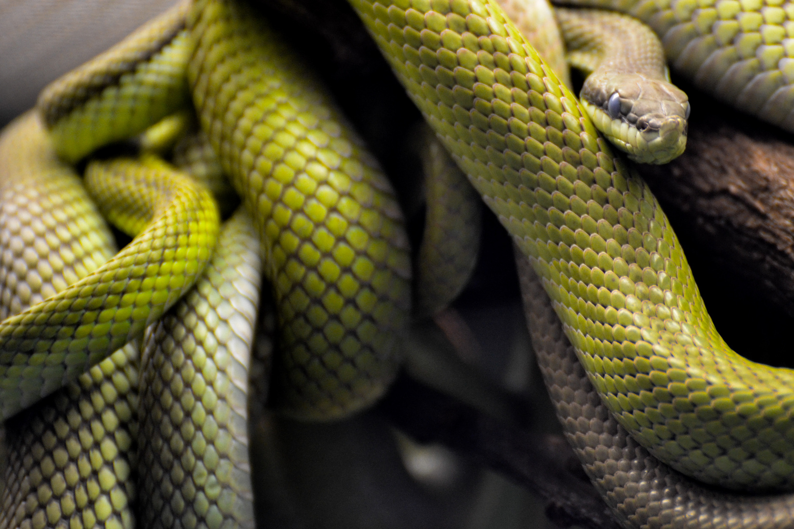 green snake