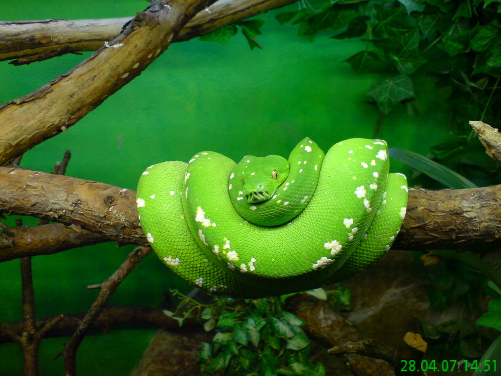 Green Snake