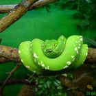 Green Snake