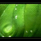 Green Snake