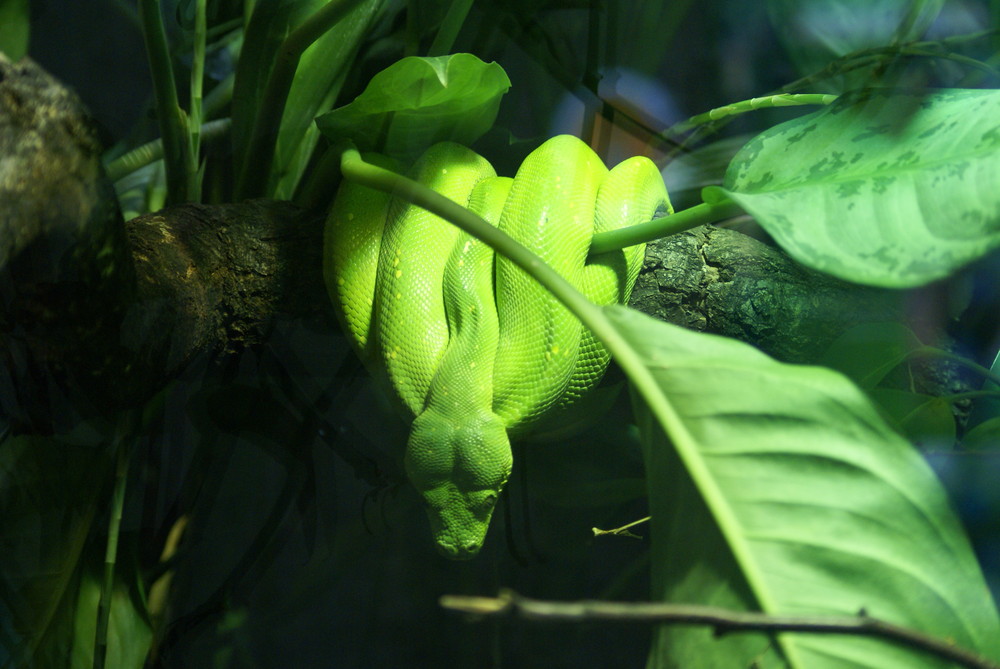 Green Snake