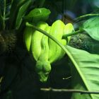 Green Snake