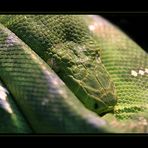 _green snake__