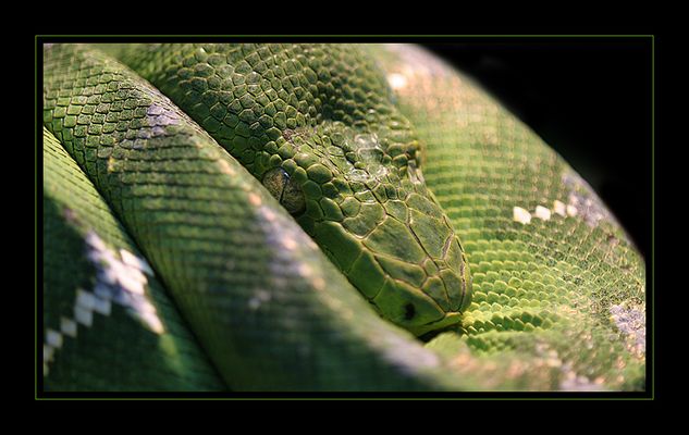 _green snake__