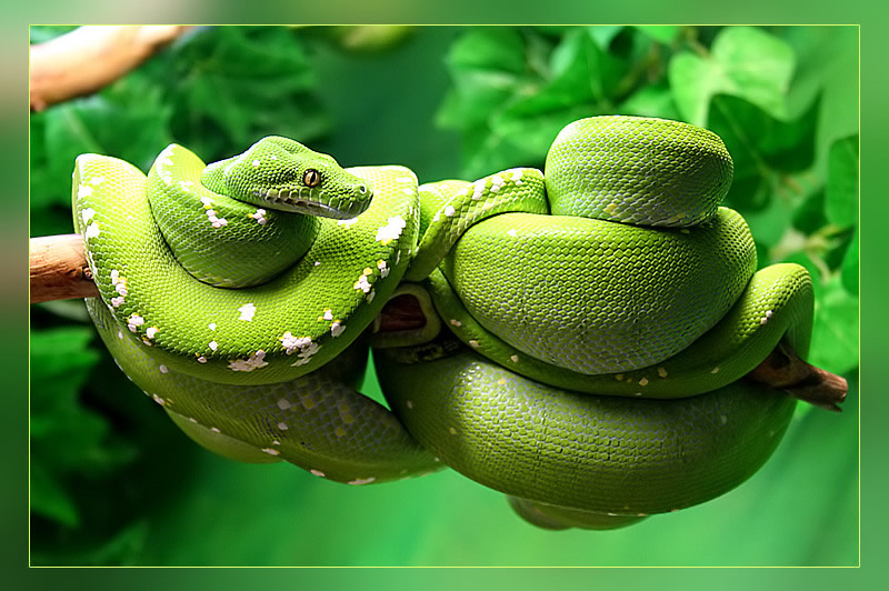 Green Snake