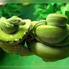 Green Snake