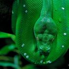 green snake