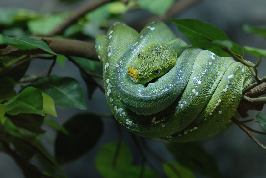 Green Snake