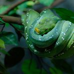 Green Snake