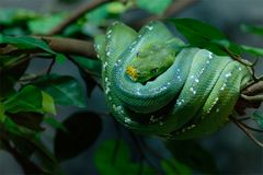 Green Snake