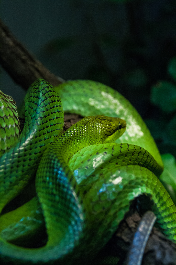 green Snake