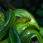 green Snake