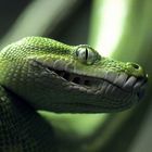 Green Snake