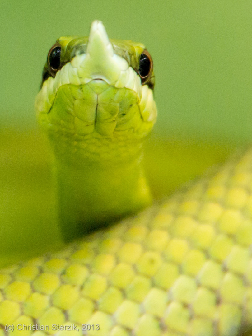 green snake