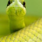 green snake