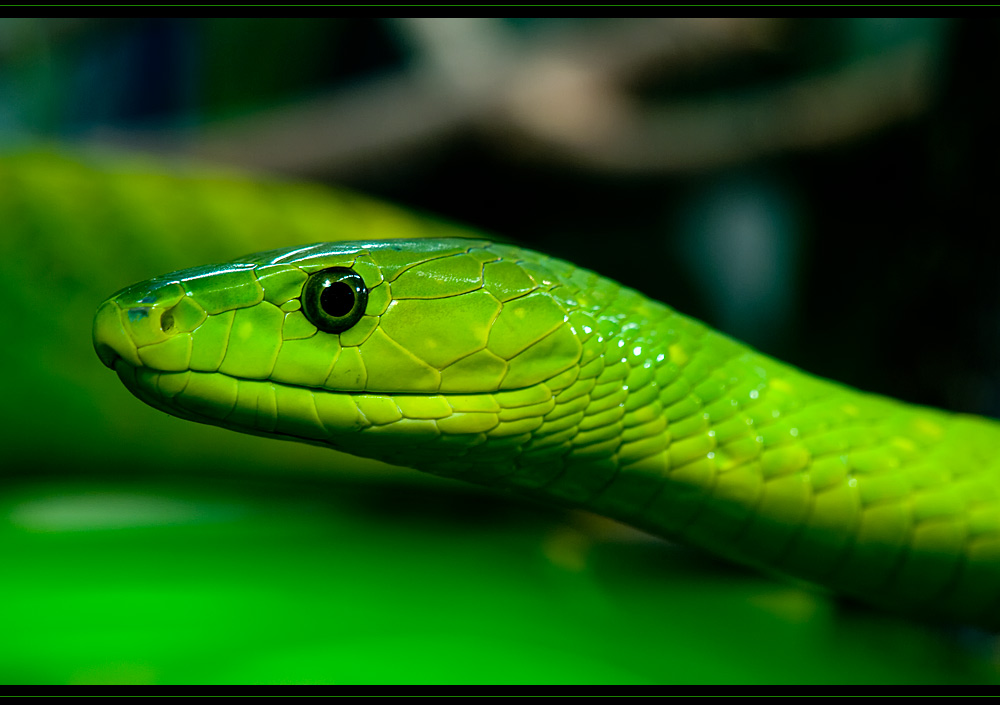 Green Snake