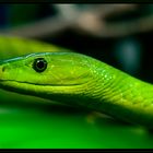 Green Snake