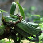 Green Snake in a tree (2)