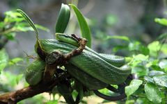 Green Snake in a tree (2)