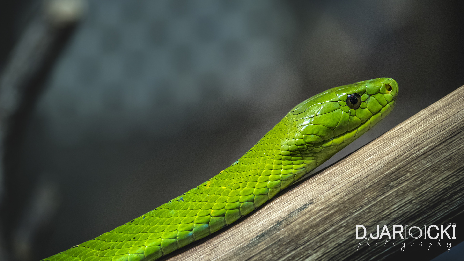 Green snake in Hagenbeck