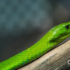 Green snake in Hagenbeck