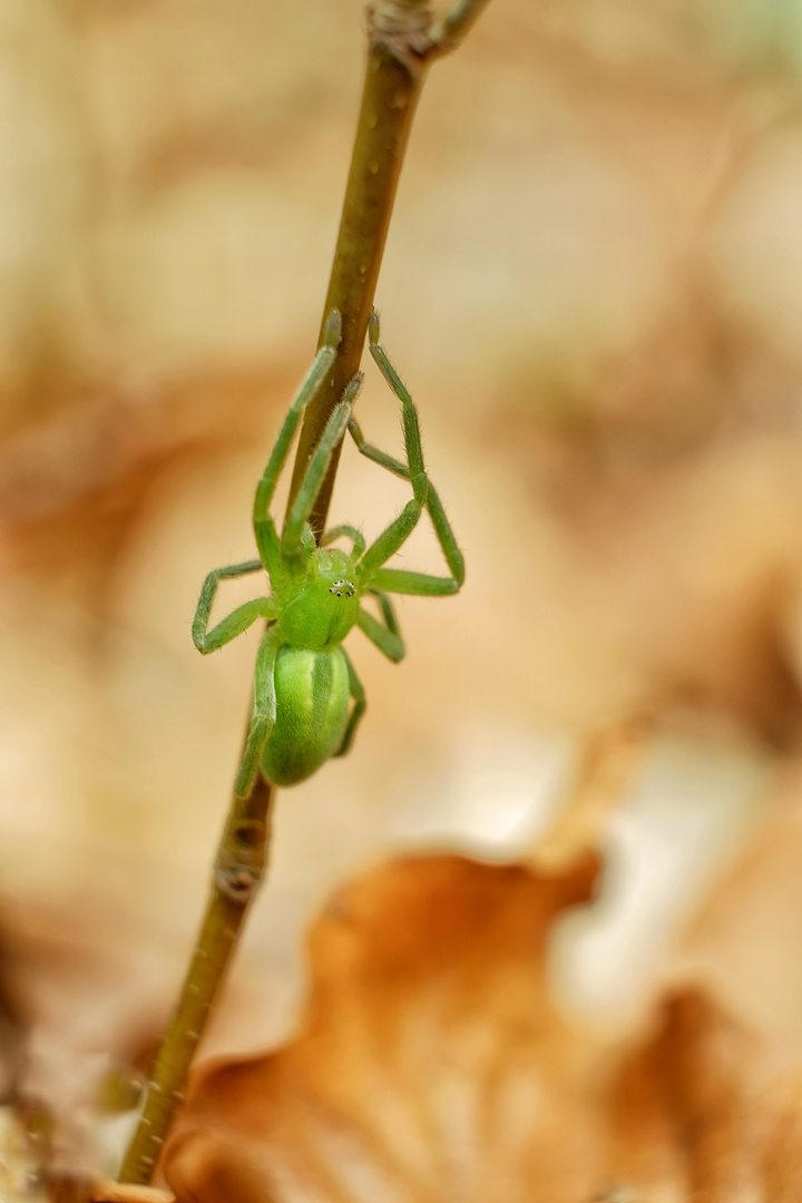 Green spider