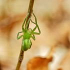 Green spider