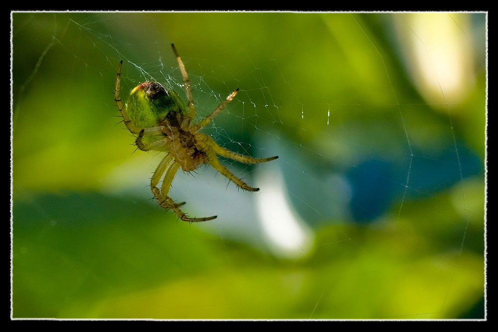 Green Spider 2