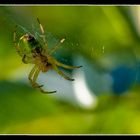 Green Spider 2