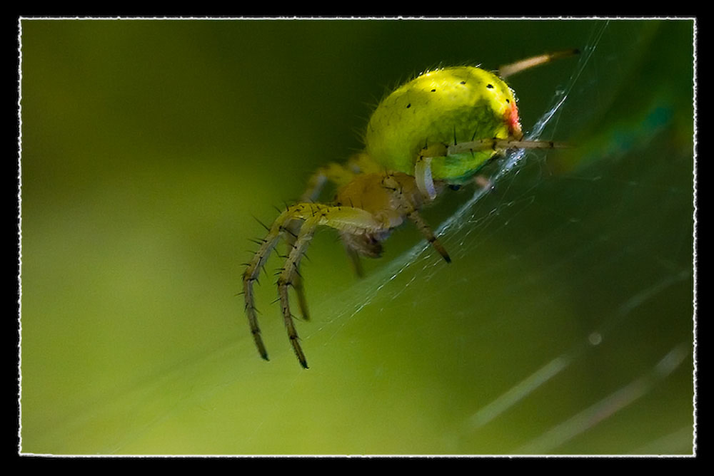 Green Spider