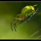 Green Spider