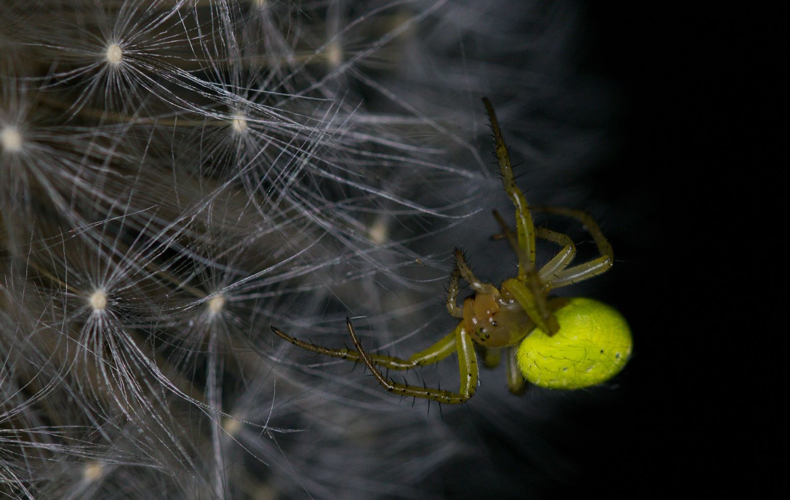 Green Spider