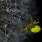 Green Spider