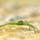 Green Spider