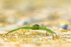 Green Spider