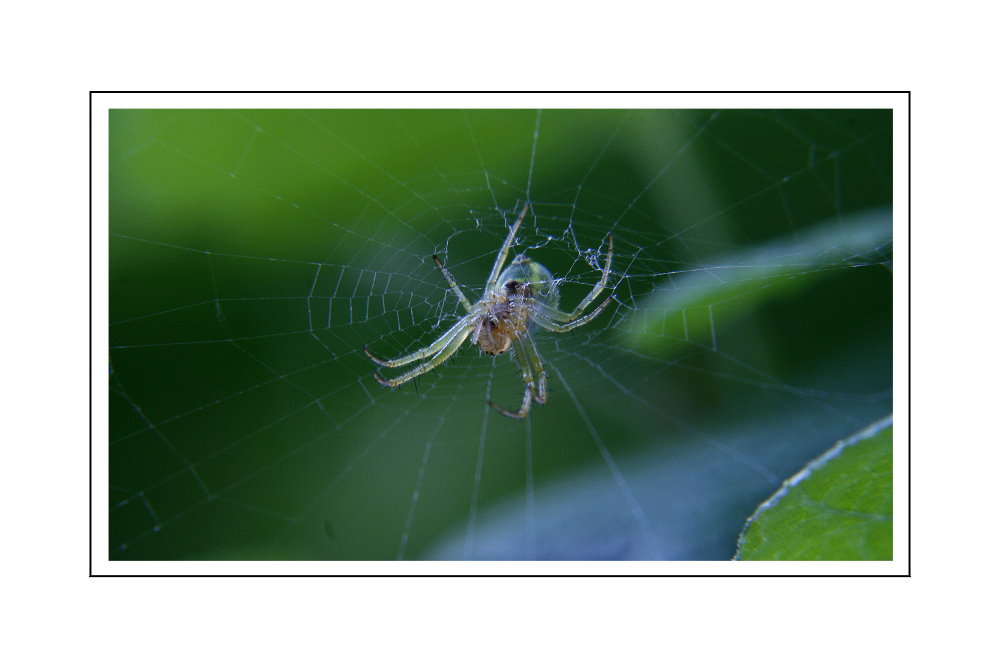 green spider