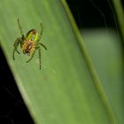 green spider