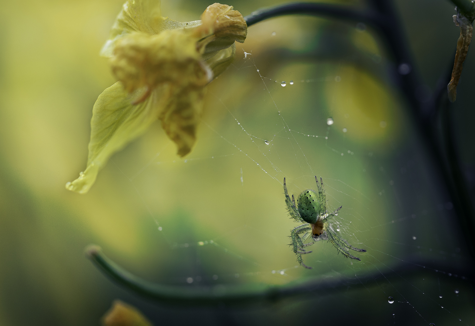 green spider