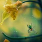 green spider