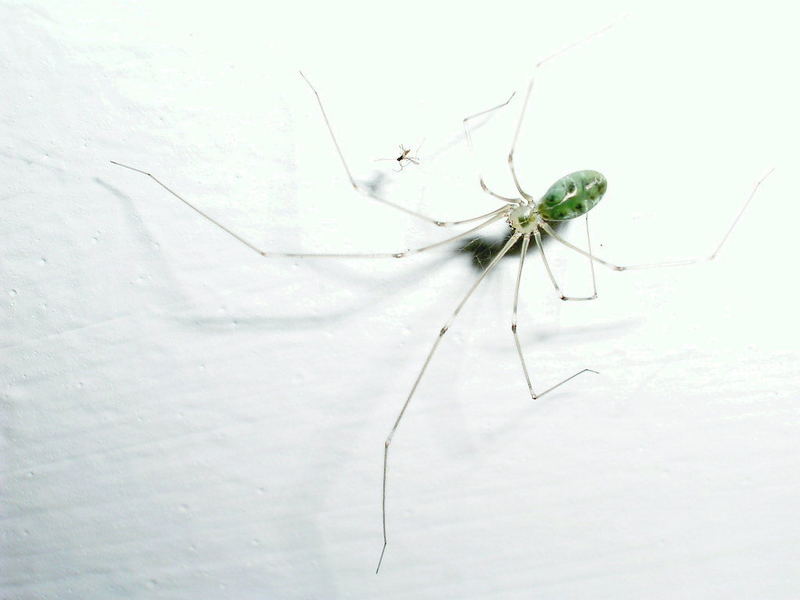 Green Spider and poor mosquito