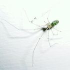 Green Spider and poor mosquito