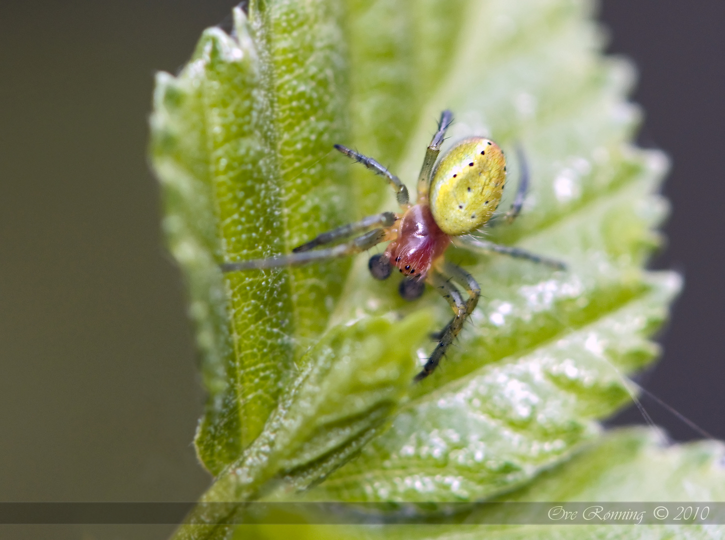 Green Spider